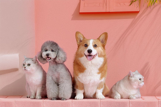 Pet Essentials for Summer Adventures & Autumn Prep