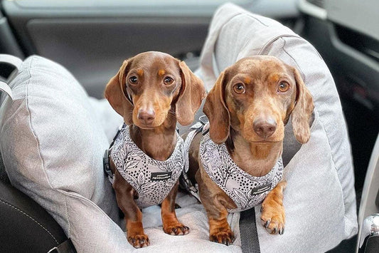 The Best Travel Accessories for Pet Owners