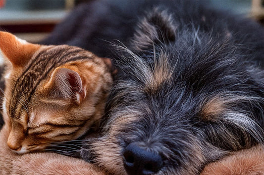 Create a Cozy Space for Your Pet at Home