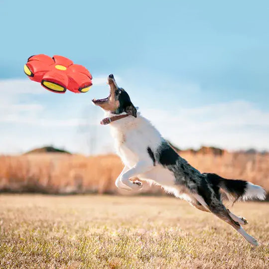 SaucerBall Dog Toy