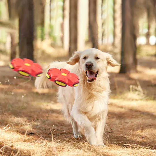 SaucerBall Dog Toy