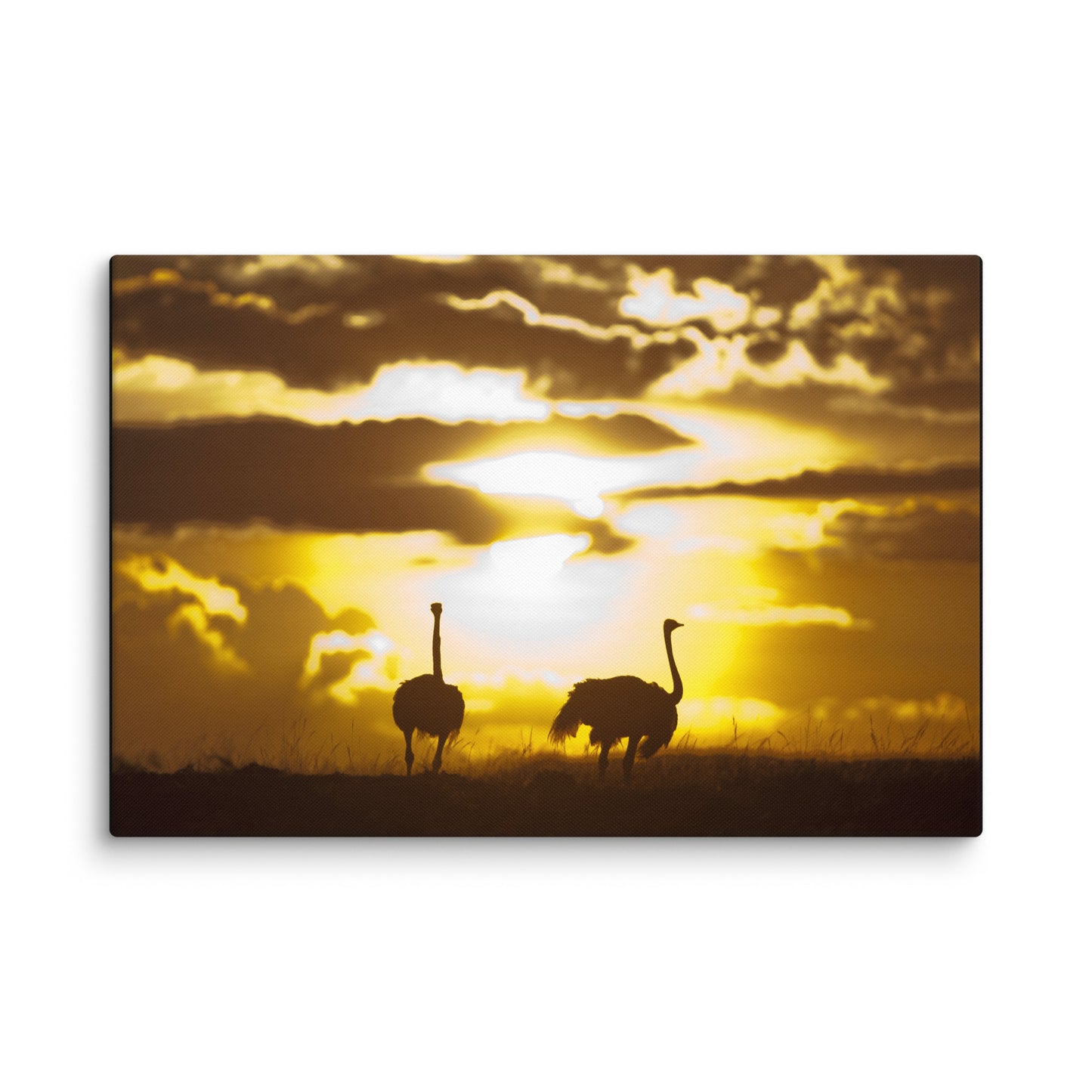 "African Sunset with Ostriches" Canvas Print