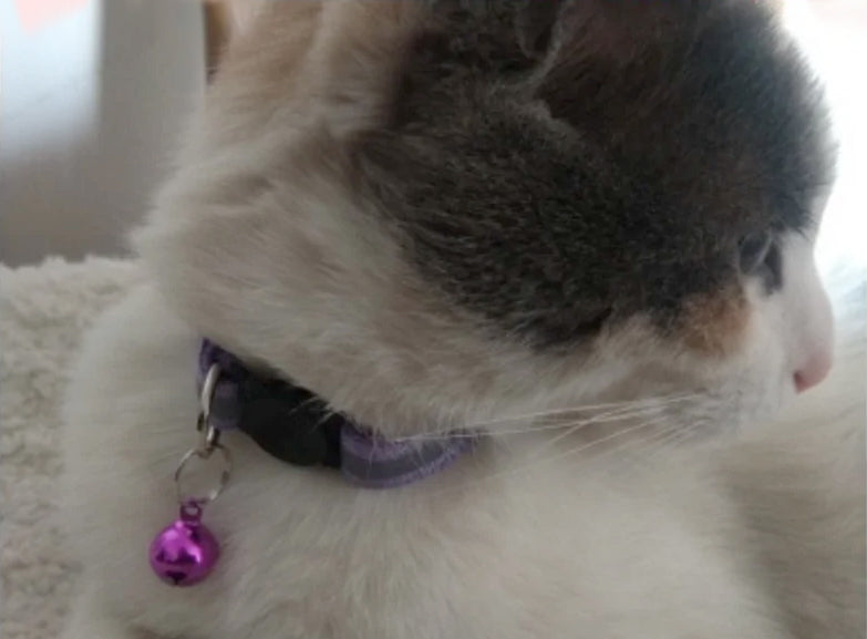 BellCharm Cat Collar
