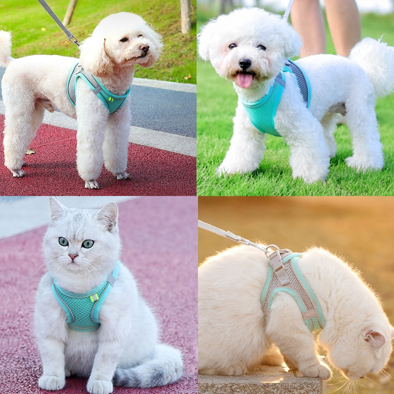 Escape Proof Small Pet Harness + Leash