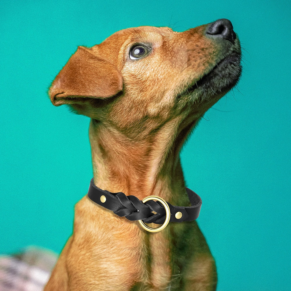 Braided Leather Collar and Leash Set