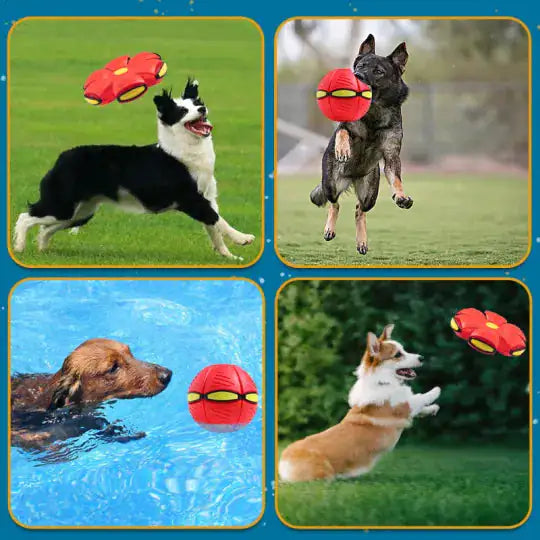 SaucerBall Dog Toy