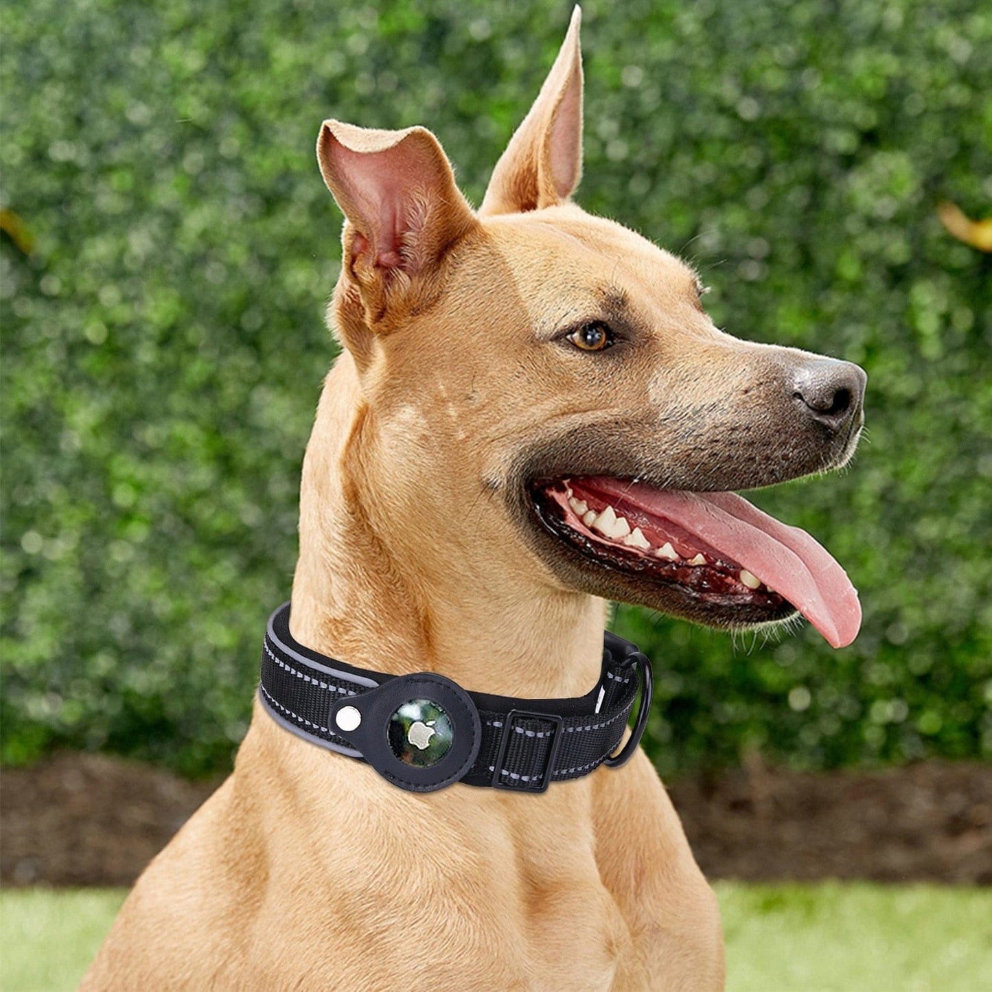 Padded Airtag Dog Collar