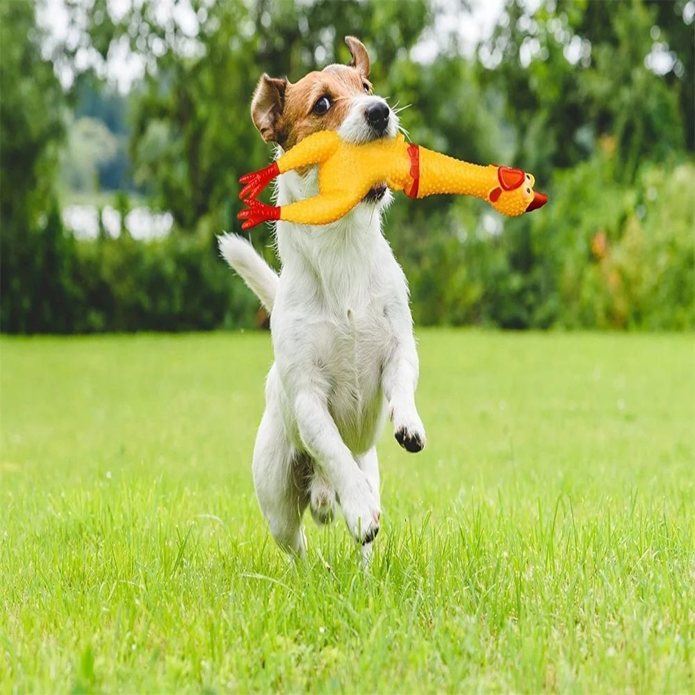 SqueakMaster Screaming Chicken Chew Toy